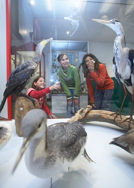 Natur-Museum Luzern: Vögel
